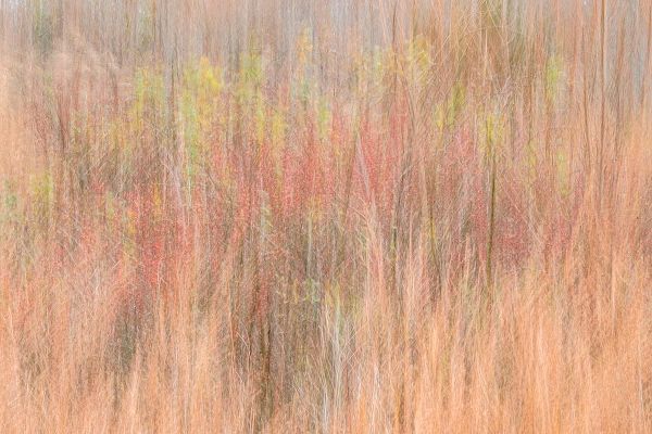 Jaynes Gallery 아티스트의 USA-New Jersey-Cape May Abstract of trees in autumn foliage작품입니다.